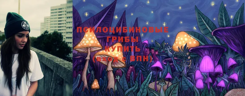 где продают   Владивосток  Псилоцибиновые грибы Psilocybe 